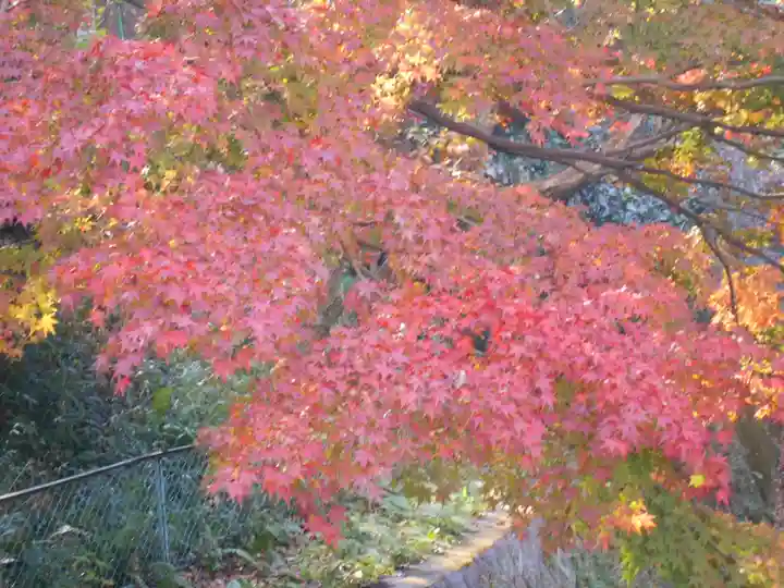 理智光寺跡(理智光寺址)<史跡>の自然