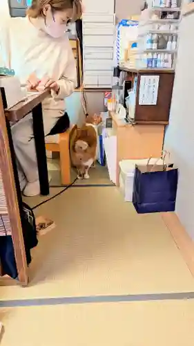 五十稲荷神社(栄寿稲荷神社)の動物