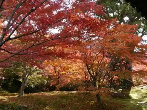 東福禅寺（東福寺）の自然