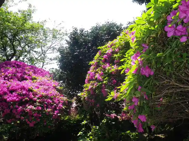 安養院 (田代寺)の自然