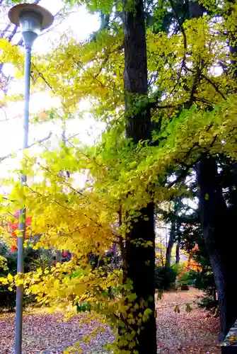 信濃神社の自然