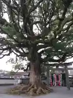須賀神社(福岡県)