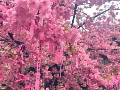 桜神宮(東京都)