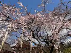 富士山本宮浅間大社(静岡県)