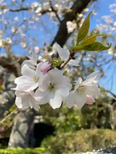 極楽寺（霊鷲山感應院極楽律寺）の自然