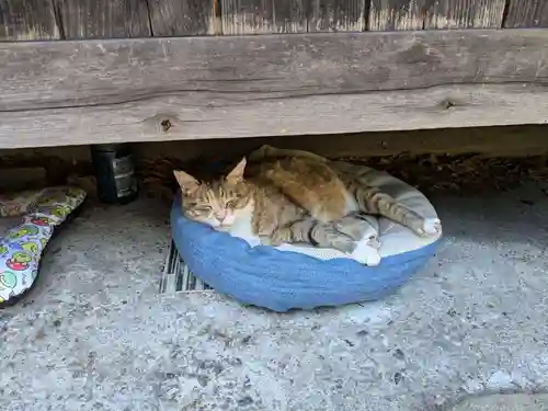 八幡社（柏井町）の動物