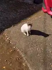 佐野赤城神社の動物