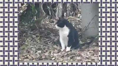 馬場氷川神社(埼玉県)