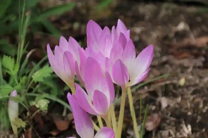 大六天麻王神社の自然
