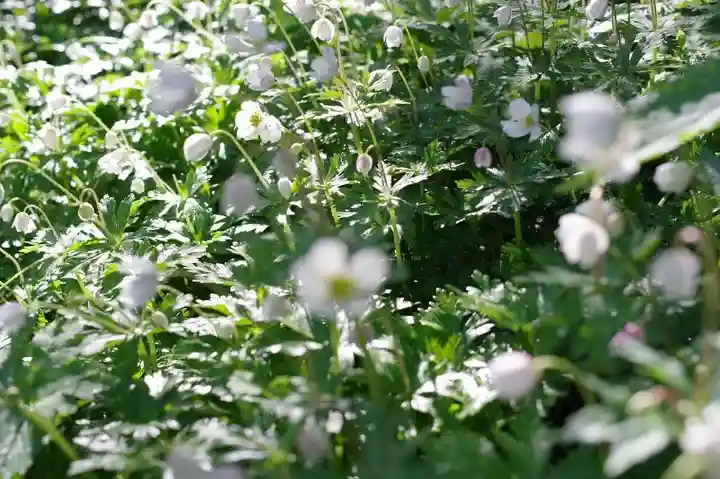 穂高神社奥宮の自然