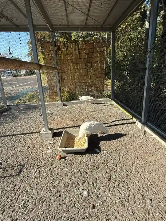 進雄神社(群馬県)