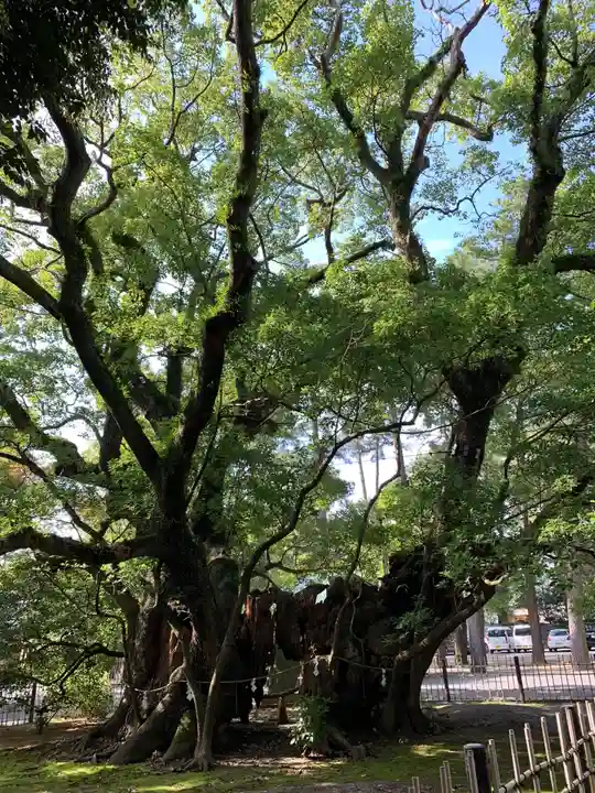 浜松八幡宮の自然