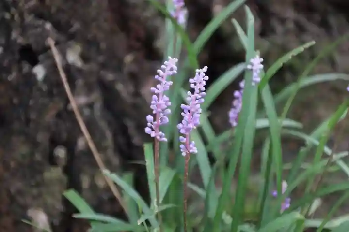 開成山大神宮の自然