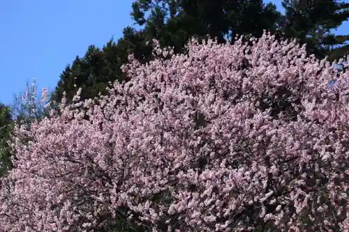 八幡神社の自然