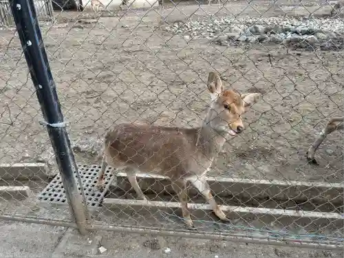 三嶋大社(静岡県)