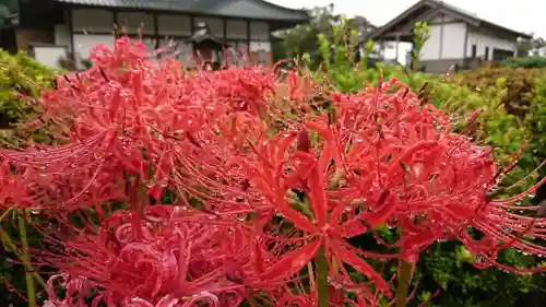 明鏡山龍雲寺の自然