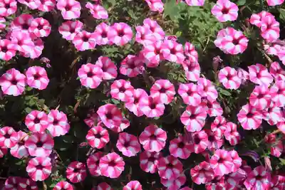 御嶽山神社の庭園
