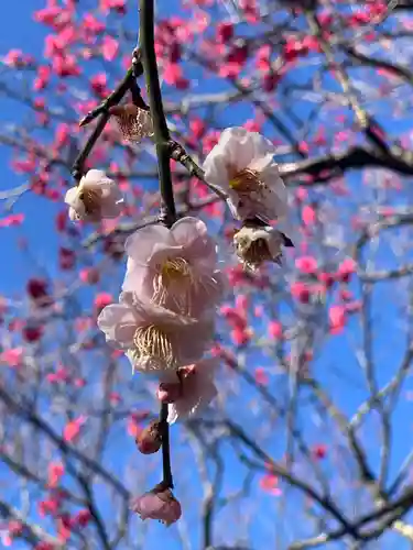 谷保天満宮の自然