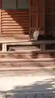 圓福寺(円福寺)の動物