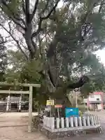 熊野三所大神社(浜の宮王子)の自然