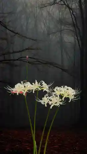 高幡不動尊　金剛寺(東京都)