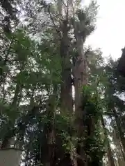 熊野神社の自然