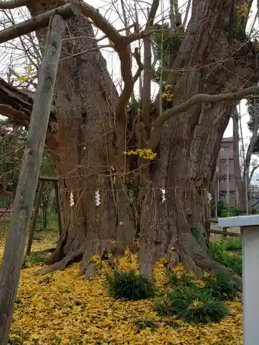 飯香岡八幡宮の自然