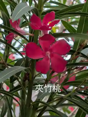 正一位三光稲荷大明神(神奈川県)