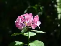 高幡不動尊 金剛寺の自然