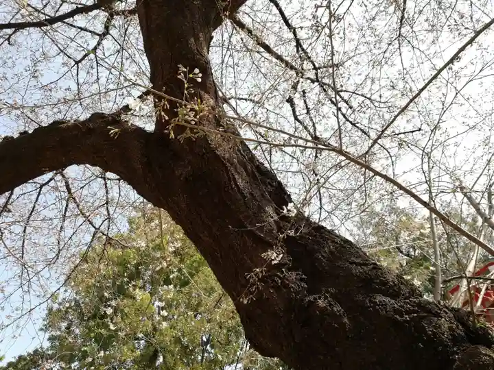 居木神社の自然