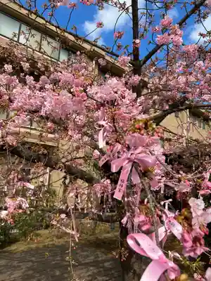 桜神宮(東京都)