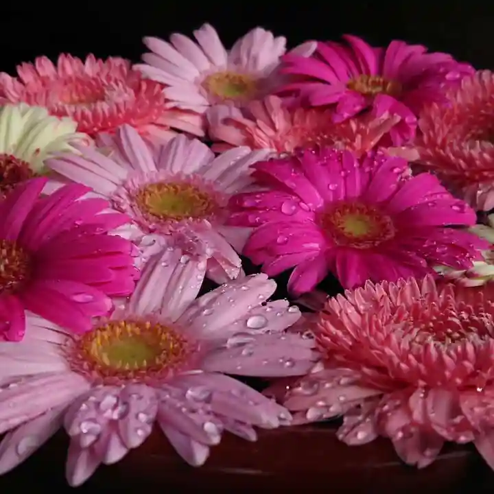 菅生神社の手水舎
