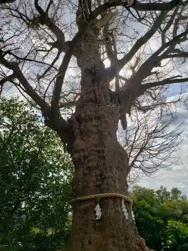 荏柄天神社の自然