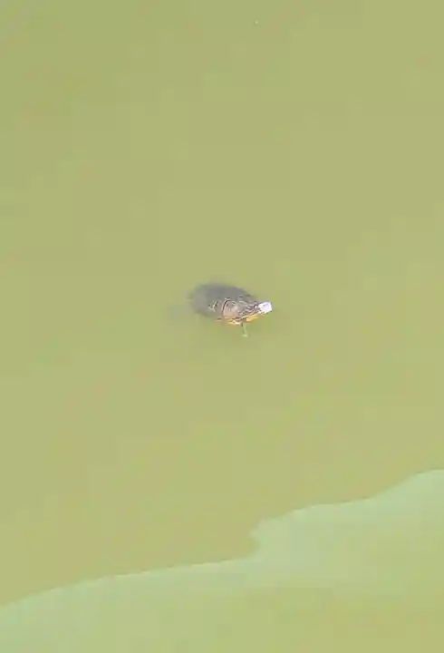 七百餘所神社 の動物