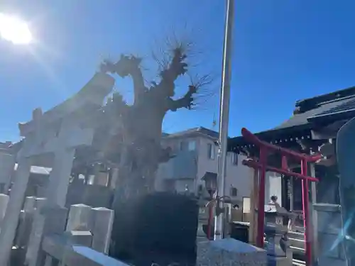 秋葉神社の鳥居