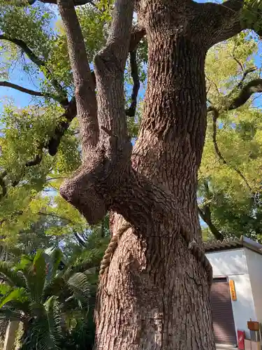 諏訪神社の自然