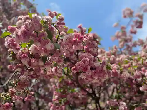 尾山神社の自然