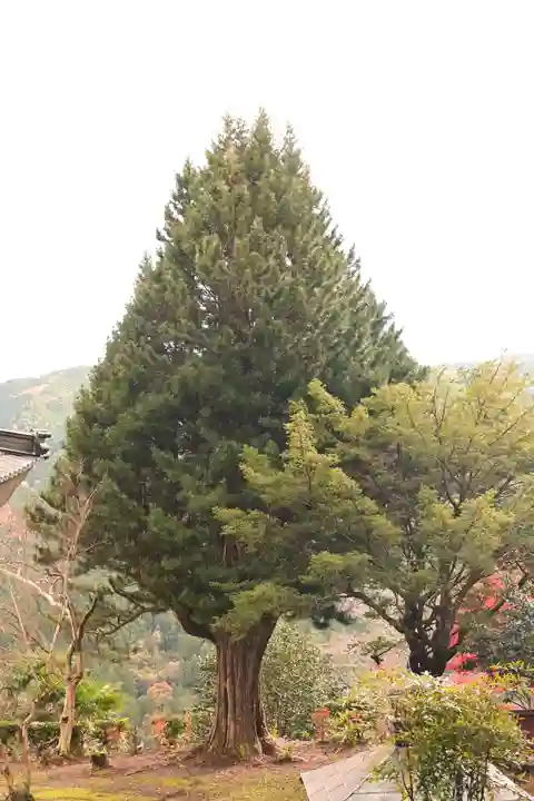 黒松寺(徳島県)