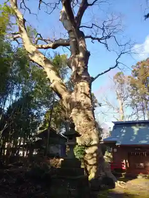 沼尾神社の自然