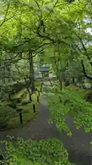 地蔵院(京都府)