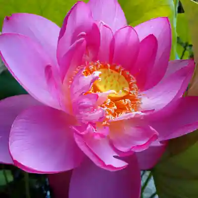 日蓮宗 総本山 塔頭 定林坊(じょうりんぼう)の自然