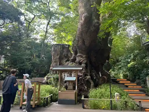 來宮神社(静岡県)