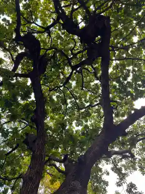 開拓神社の自然