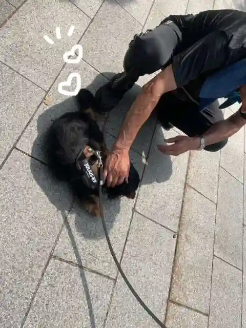 彌彦神社 (伊夜日子神社)の動物