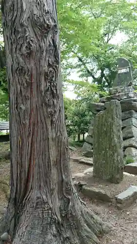 下野上神社の自然