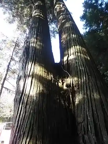 鹿島大神宮の自然