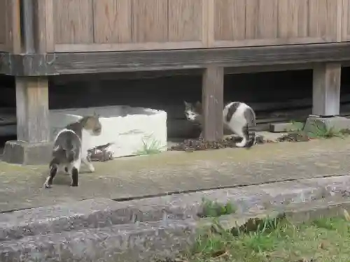 須賀神社の動物