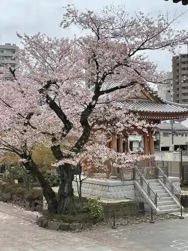 伝通院(東京都)
