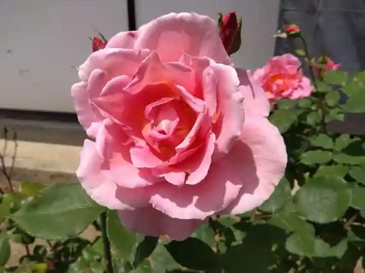 松尾寺(奈良県)