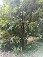 蛟蝄神社(茨城県)